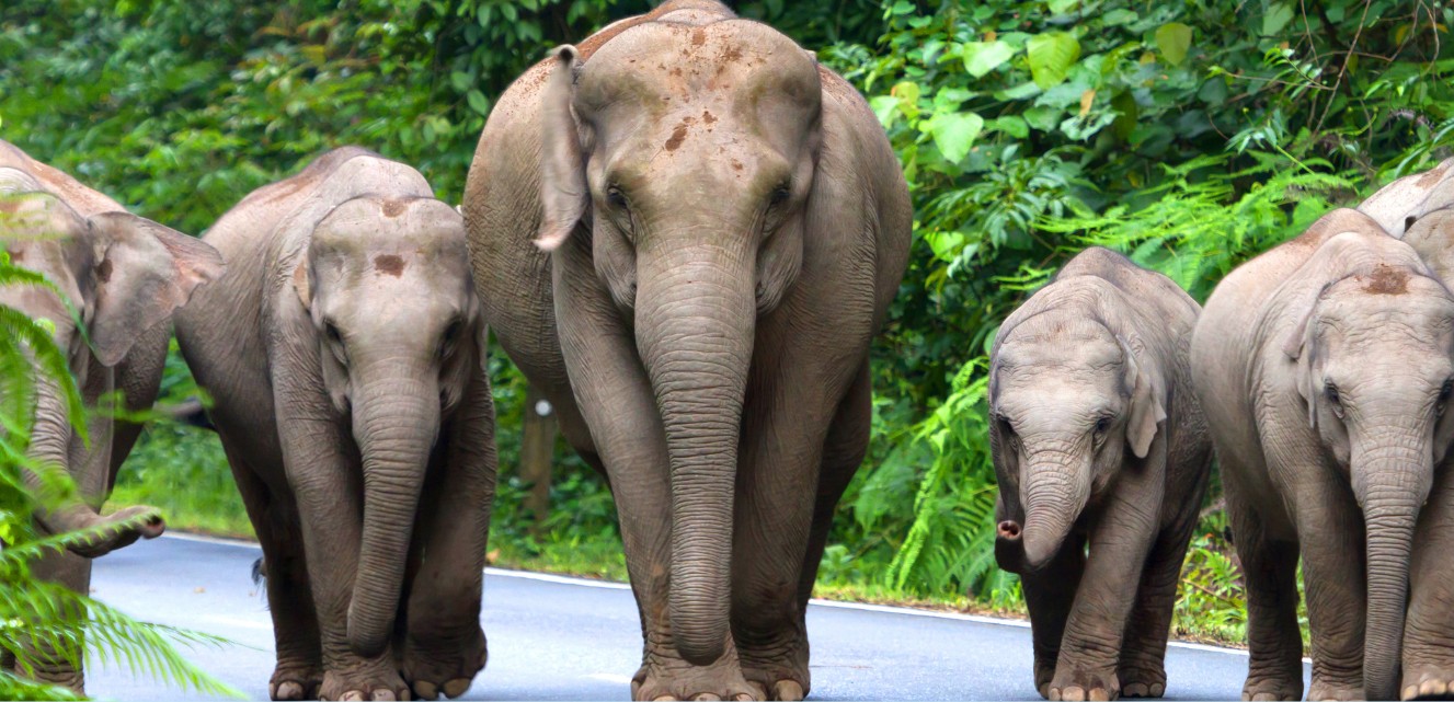 THAILAND Bangkok and Phuket